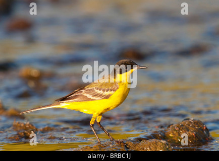 Gelbe Bachstelze in Wasser / Motacilla Flava Stockfoto