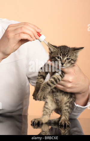 Tabby Kitten - Ohrentropfen bekommen Stockfoto