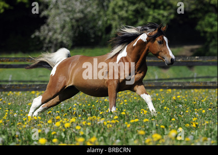 Arabische Pinto-Pferd (Equus Ferus Caballus), Hengst im Galopp auf der Wiese. Stockfoto