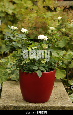 Miniatur-weiße Rosen in roten Blumentopf. Stockfoto