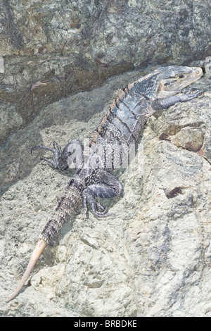 Schwarz stacheligen angebundene Leguan (Ctenosaur Similis), Manuel Antonio Nationalpark, Costa Rica, Mittelamerika Stockfoto