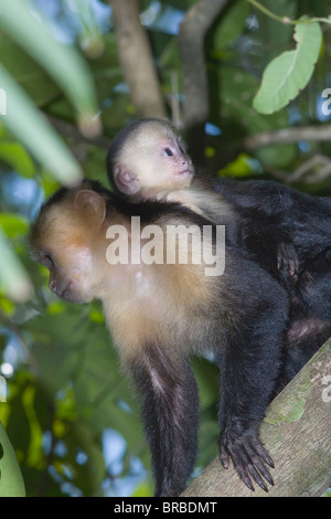 Ein White-faced Kapuziner-Affen trägt ihre Jungen. Nationalpark Manuel Antonio, Costa Rica, Mittelamerika Stockfoto