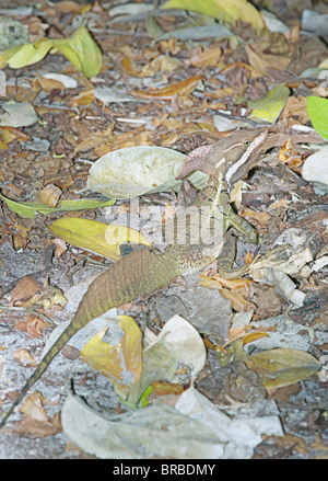 Jesus Christus Basilisk (Basiliskos Basiliskos) im Regenwald, Manuel Antonio Nationalpark, Costa Rica, Mittelamerika Stockfoto