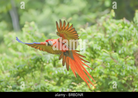 Hellroten Aras (Ara Macao) im Flug, Corcovado Nationalpark, Osa Halbinsel, Costa Rica, Mittelamerika Stockfoto