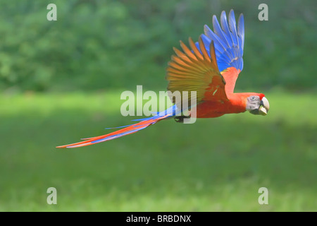 Hellroten Aras (Ara Macao) während des Fluges mit Mutter in seinen Schnabel, Corcovado Nationalpark, Osa Halbinsel, Costa Rica, Mittelamerika Stockfoto