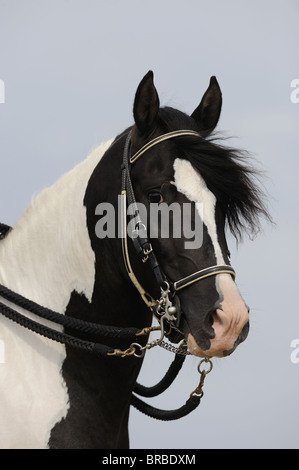 Paso Fino (Equus Ferus Caballus), Portrait mit Halfter. Stockfoto