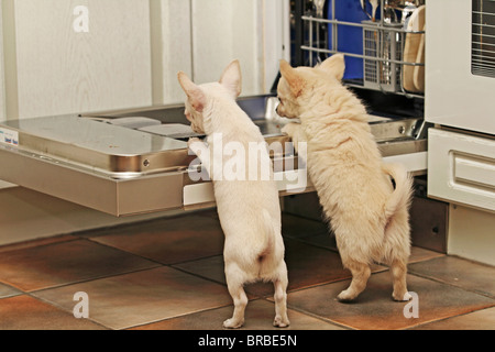 Chihuahua Hund - zwei Welpen im Geschirrspüler Stockfoto