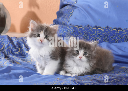 Sibirische Katze - zwei Kätzchen auf einem Bett Stockfoto