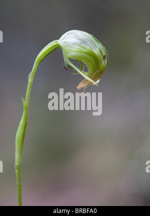 Nicken Pterostylis Orchidee (Pterostylis Nutans), Narrawallee Creek Nature Reserve, NSW, Australien Stockfoto