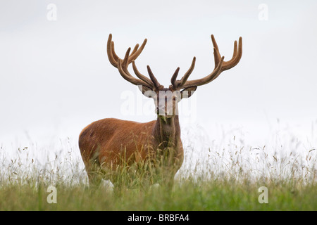 Rotwild - stehend / Cervus Elaphus Stockfoto