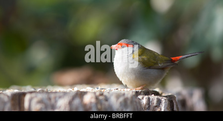 Red Browed Firetail (Neochmia Temporalis), NSW, Australien Stockfoto