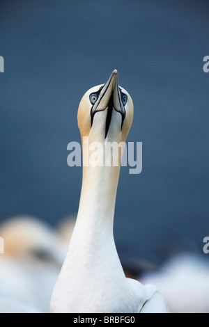 Basstölpel - Porträt / Morus Bassanus Stockfoto