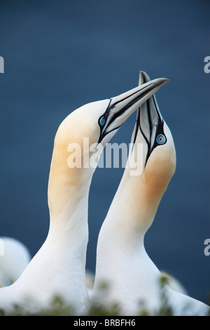 zwei Basstölpel - Porträt / Morus Bassanus Stockfoto