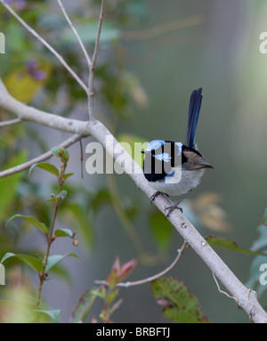 Erwachsene männliche hervorragende blaue Fee Wren (Malurus Cyaneus) in der Zucht Gefieder, NSW, Australien Stockfoto