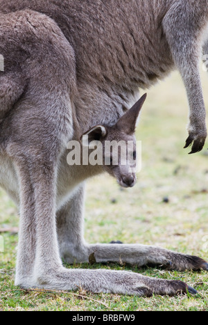 Östliche graue Känguru (Macropus Giganteus) mit jungen Joey im Beutel, NSW, Australien Stockfoto