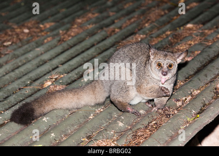 Thicktailed größere Bushbaby (größere Galago) (Galago) Otolemur Crassicaudatus Mlilwane Naturschutzgebiet, Swasiland Stockfoto