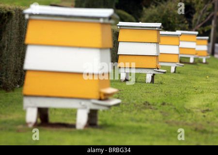 Bild von Mark Passmore/markpassmore.com. 09.12.2010. Eine Reihe von farbigen Bienenstöcke. Stockfoto