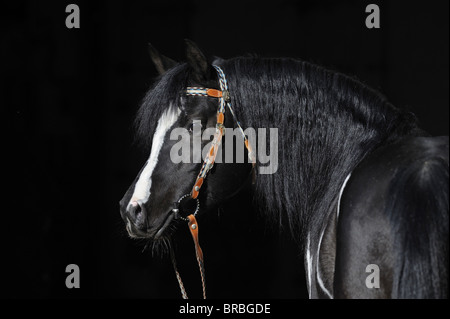 Arabische Pinto-Pferd (Equus Ferus Caballus), Portrait eines Hengstes mit Halfter. Stockfoto