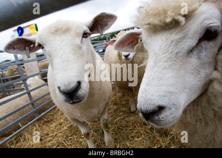 Schafe in einem Stift darauf warten, in The Stithians Agricultural Show, Cornwall beurteilt werden. Stockfoto