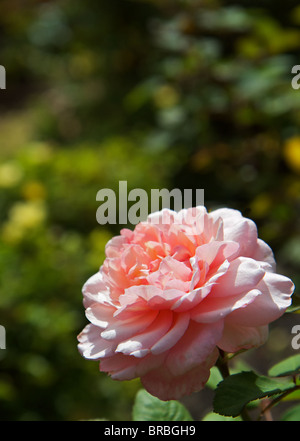 Große rosa Rose mit Weichzeichner grüne Büsche im Hintergrund Stockfoto