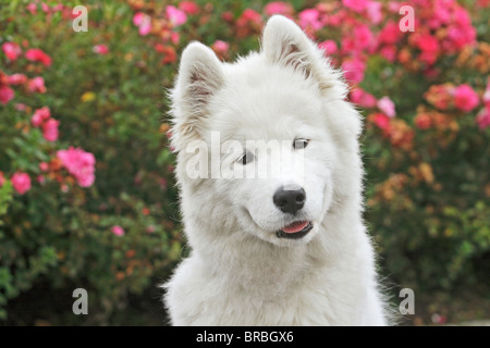 Samoyed Hund - Porträt Stockfoto