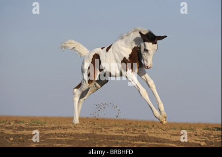 Arabische Pinto-Pferd (Equus Ferus Caballus), Fohlen Ruckeln auf einem Feld. Stockfoto