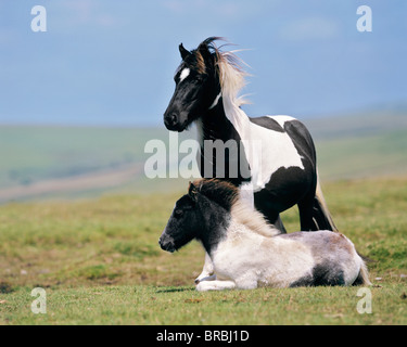 Dartmoor Pony - Stute und Fohlen auf der Wiese Stockfoto