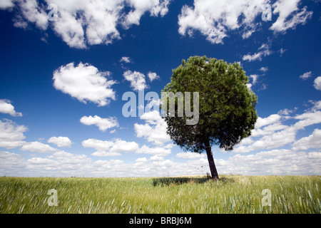 Ein Baum in einem Weizenfeld, Sevilla, Spanien Stockfoto