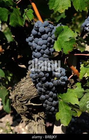 Frankreich, Bordeaux, Médoc Weinberge, schwarze Trauben Stockfoto