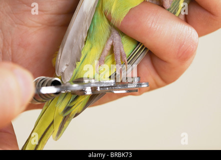 Wellensittich, Wellensittich (Melopsittacus Undulatus), Krallen schneiden Stockfoto