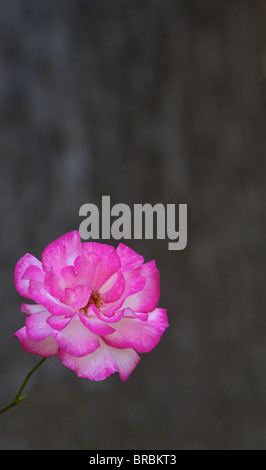 Einzige Pink White Rose mit Weichzeichner grauen Hintergrund Stockfoto