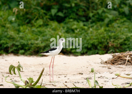 Jungen Stelzenläufer (Himantopus Himantopus) an den Ufern des Kanals Hütte, Queen Elizabeth National Park, Uganda Stockfoto