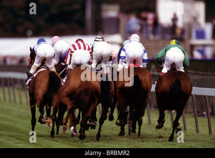 Gruppe der Rennpferde gesehen von Rückansicht mit jockeys an Bord Stockfoto