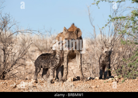 Gefleckte Hyäne Crocuta Crocuta, Mutter mit jungen, Kgalagadi Transfrontier Park, Northern Cape, South Africa Stockfoto