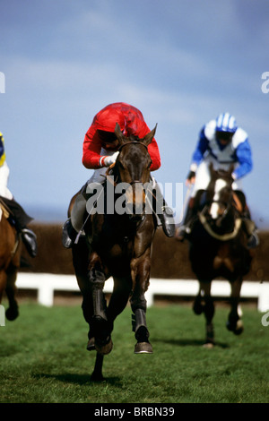 Gruppe Pferde mit Jockeys an Bord übernehmen Dickicht Zaun und Galopp vorwärts springen Stockfoto