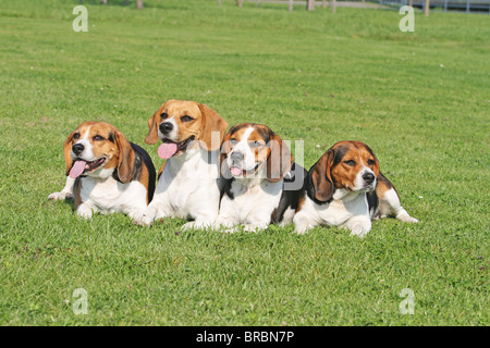 vier Beagle-Hunde - auf der Wiese liegend Stockfoto