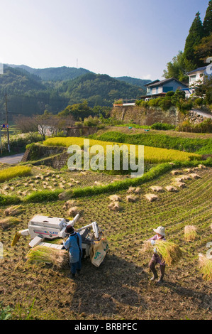 Dreschen frisch geernteten Reis in einem kleinen Reihenhaus Paddy-Feld in der Nähe von Oita, Kyushu, Japan Stockfoto