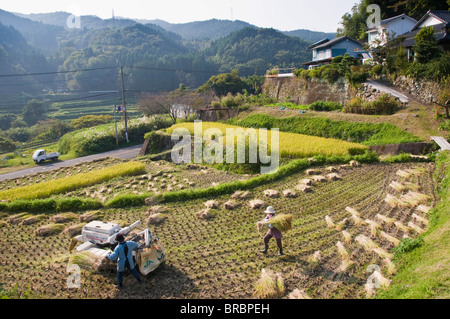 Dreschen frisch geernteten Reis in einem kleinen Reihenhaus Paddy-Feld in der Nähe von Oita, Kyushu, Japan Stockfoto