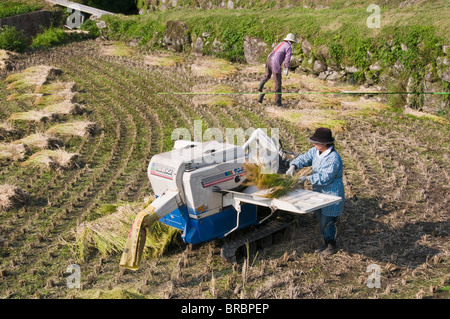 Dreschen frisch geernteten Reis in einem kleinen Reihenhaus Paddy-Feld in der Nähe von Oita, Kyushu, Japan Stockfoto