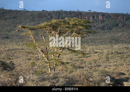 Gelben bellte Akazien (Fever Tree) (Acacia Xanthopholea), Loisaba Wildnis Conservancy, Laikipia, Kenia, Ostafrika Stockfoto