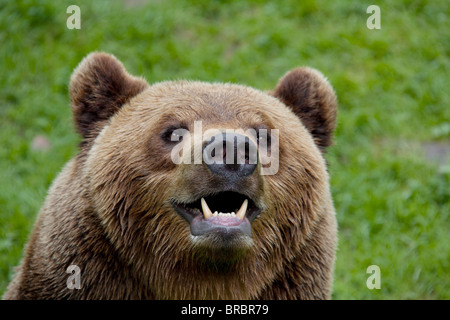 Europäischer Braunbär Ursus arctos Stockfoto