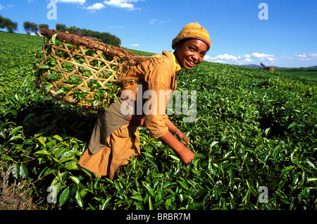 Teeernte auf Sahambavy Anwesen in der Nähe von Fianarantsoa, Madagaskar Stockfoto