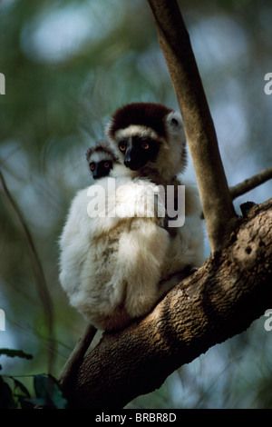 Verreaux Sifaka (Propithecus Verreauxi) Mutter mit Baby auf dem Rücken sitzen auf Baum, Berenty Reservat, Süd-Madagaskar Stockfoto