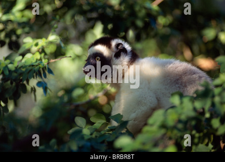 Verreaux Sifaka (Propithecus Verreauxi) sitzen auf Baum, Berenty Reservat, Süd-Madagaskar Stockfoto