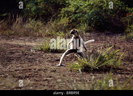 Verreaux Sifaka (Propithecus Verreauxi) männlich hüpfen auf Boden, Berenty Reservat, Süd-Madagaskar Stockfoto