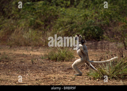 Verreaux Sifaka (Propithecus Verreauxi) Mutter mit Baby auf dem Rücken hüpfen auf Boden, Berenty Reservat, Süd-Madagaskar Stockfoto