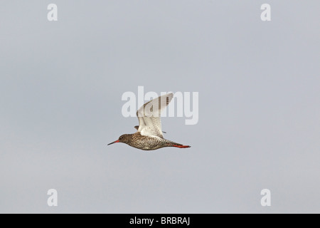 Gemeinsamen Rotschenkel - fliegen / Tringa Totanus Stockfoto