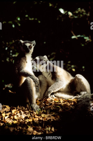 Kattas Lemuren (Lemur Catta) Pflege und Sonnenbaden, Berenty, Süd-Madagaskar Stockfoto