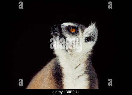 Porträt eines Katta (Lemur Catta), Berenty, Süd-Madagaskar Stockfoto