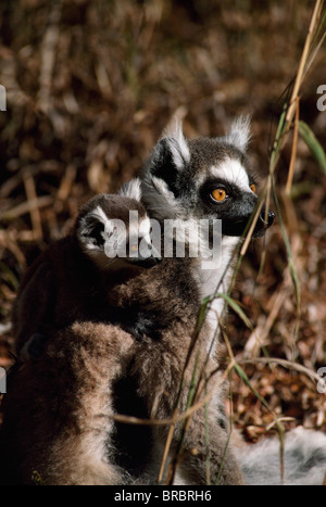 Kattas (Lemur Catta), Mutter mit Baby auf dem Rücken ruht, Berenty, Süd-Madagaskar Stockfoto
